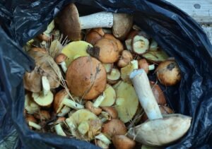 Mount Kailash herbal walk and harvest