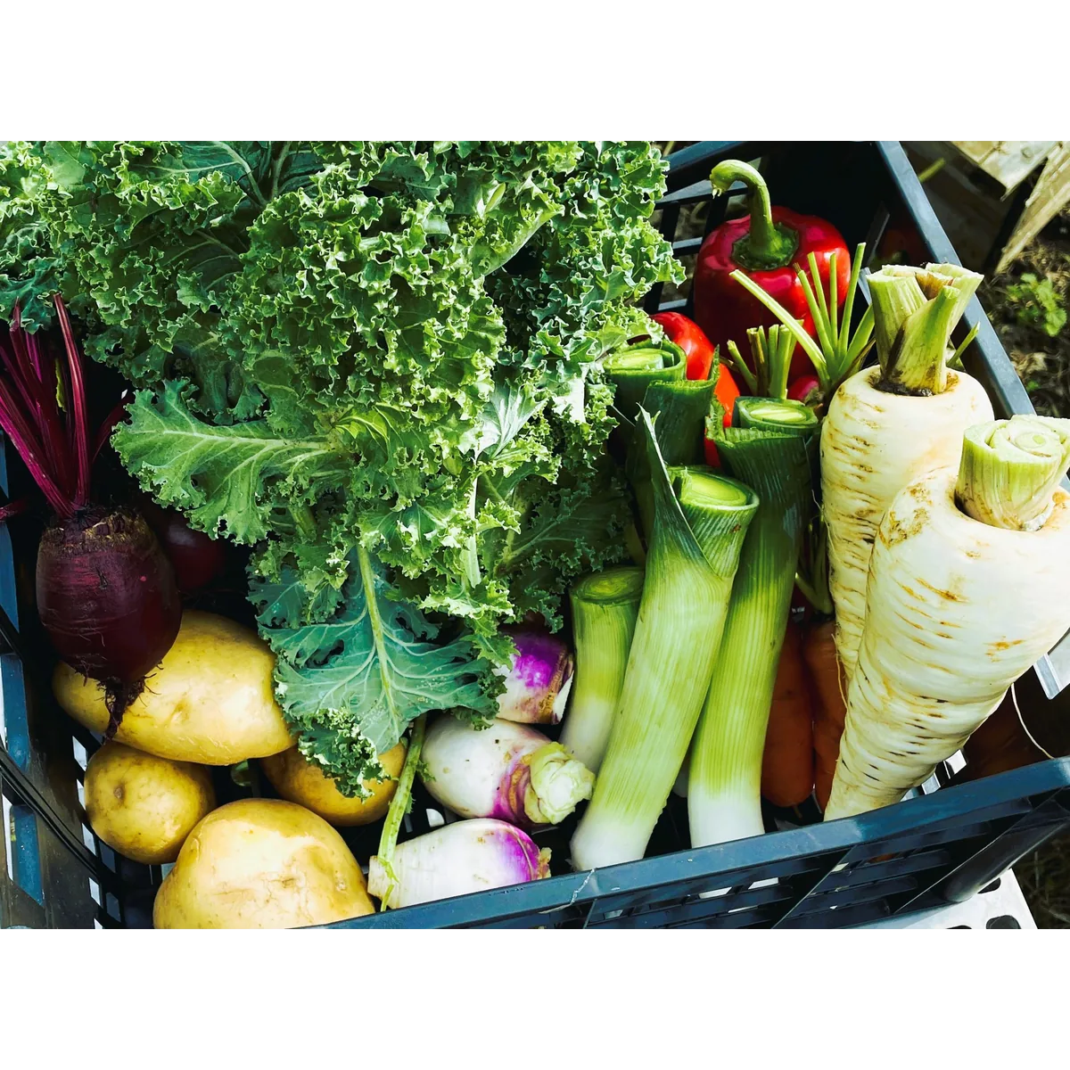 Nature’s Basket organic veg box