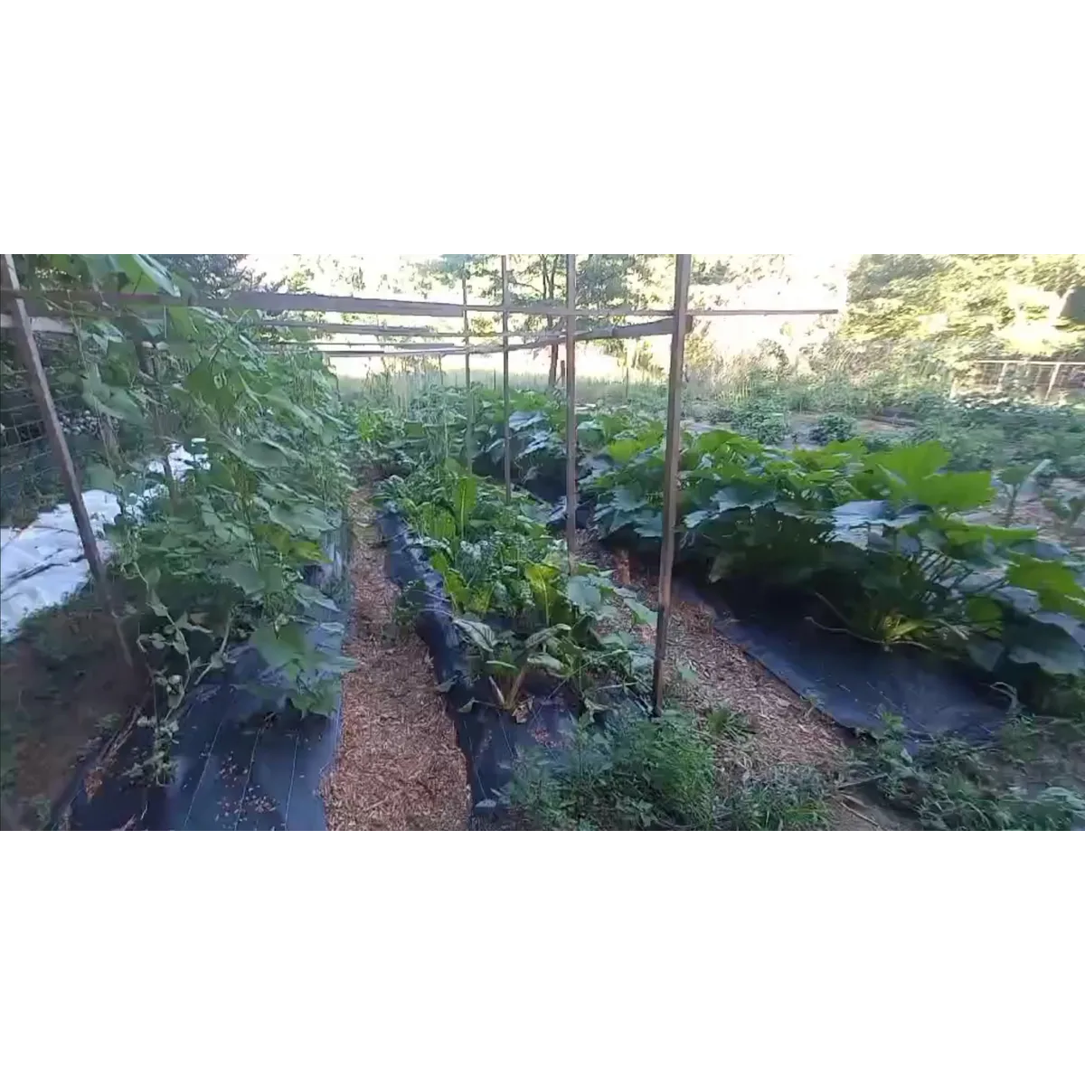 Nature’s Circle Farm organic veg box