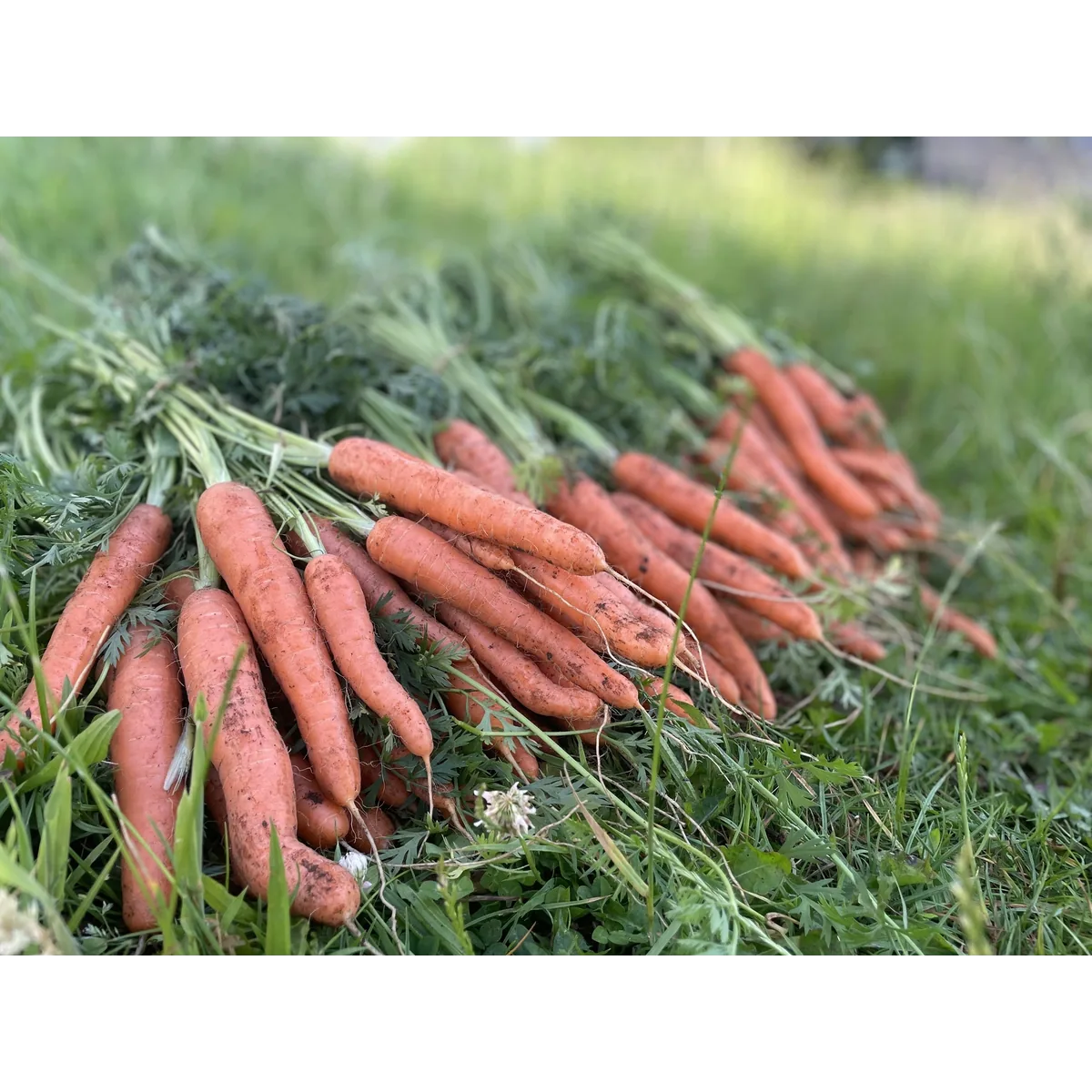 North Aston Organics organic veg box