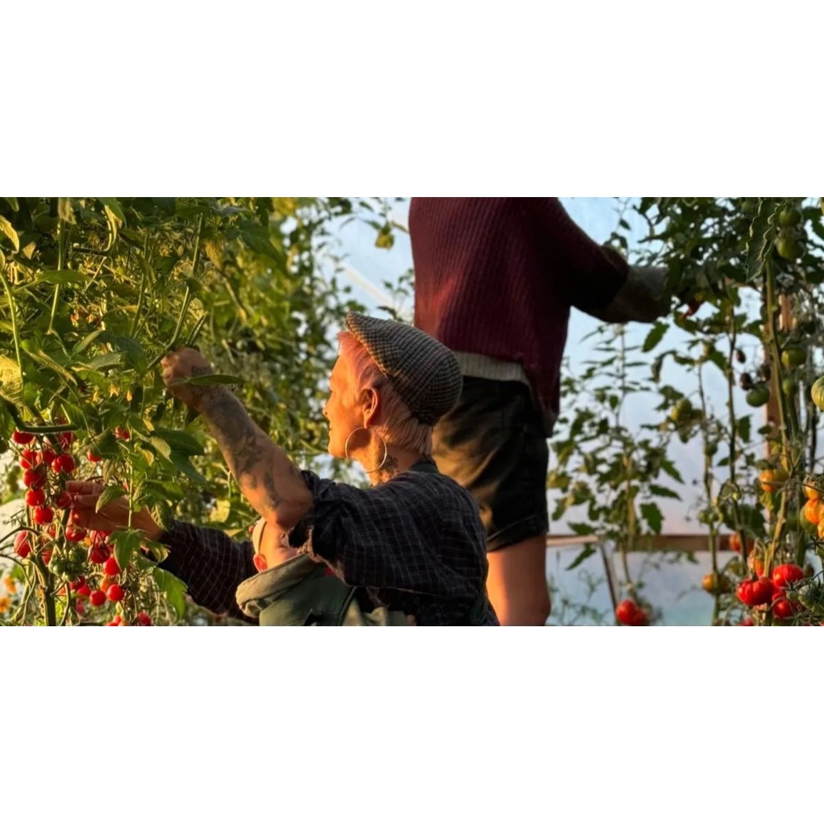 Off Grid Organics organic veg box