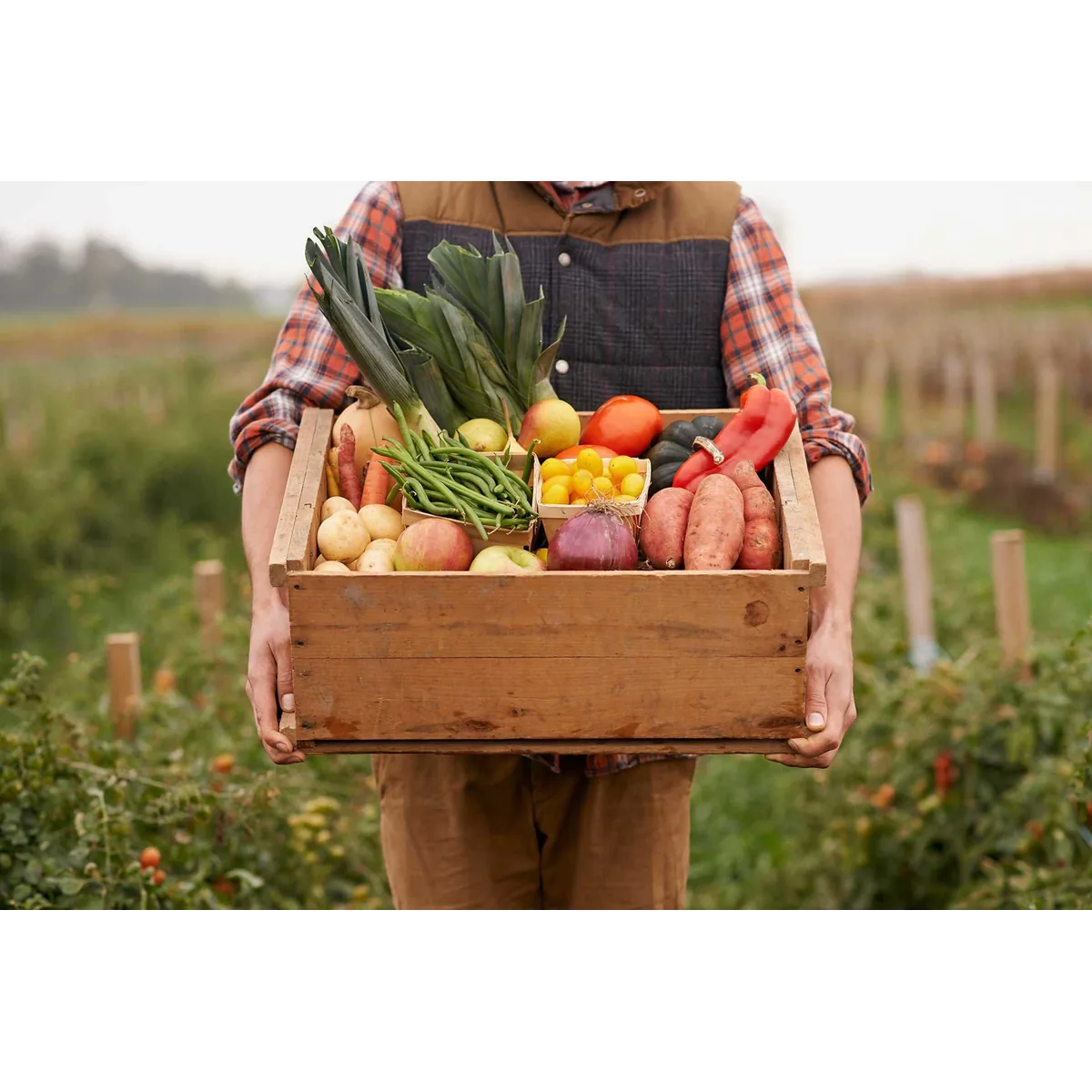 Ooooby Sydney organic veg box
