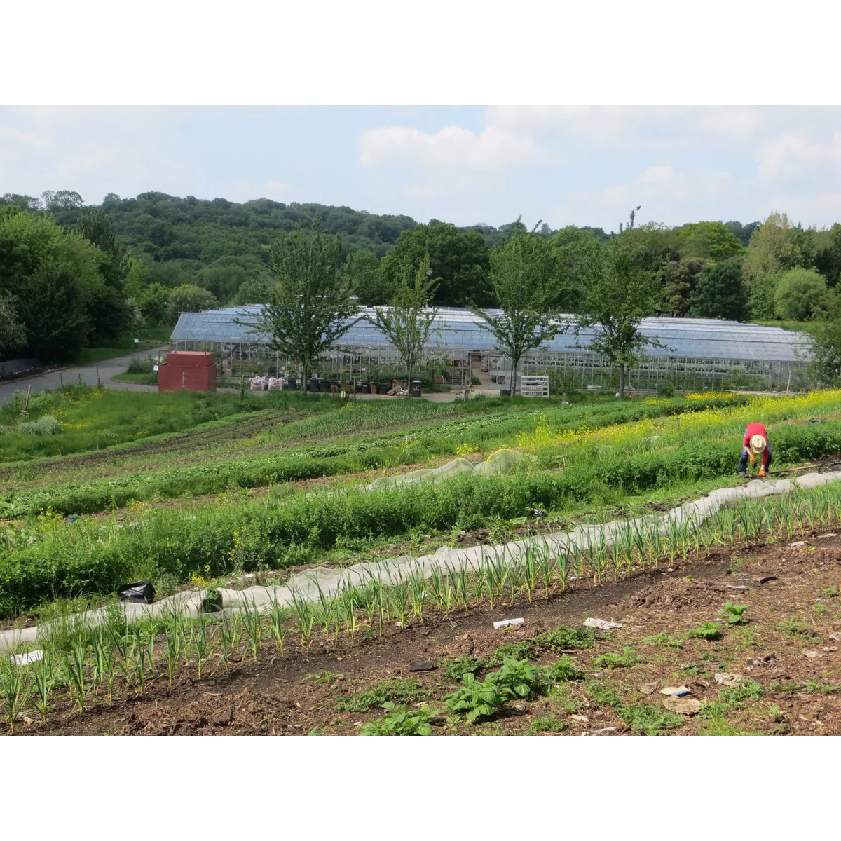 OrganicLea organic veg box