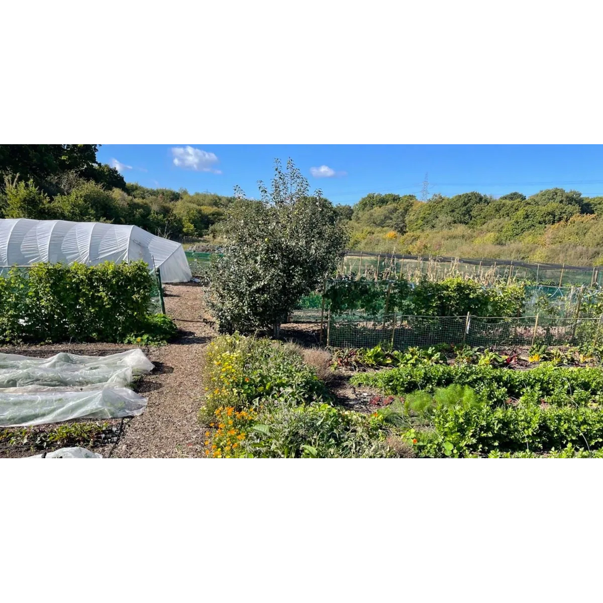Padswood organic veg box