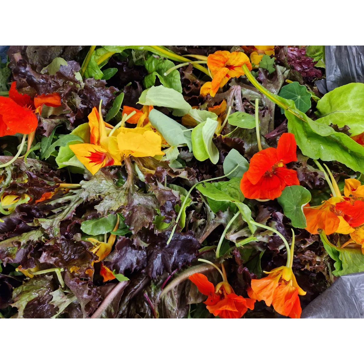 Pennine Cropshare organic veg box