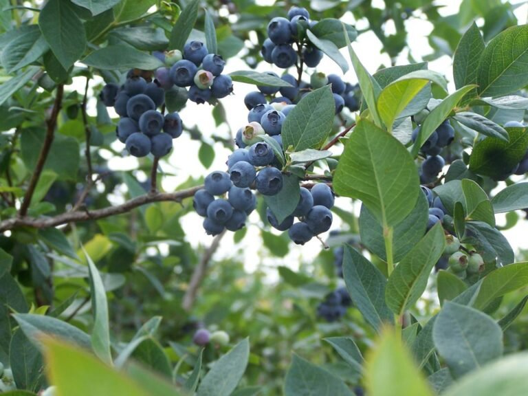 Persimmon Hill Farm