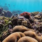 Anse de Petit Cul-de-Sac shore snorkel
