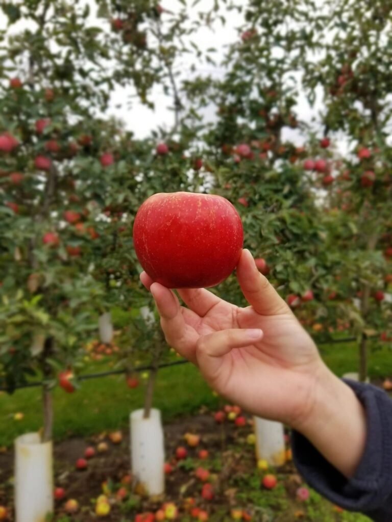 Prairie Sky Orchard