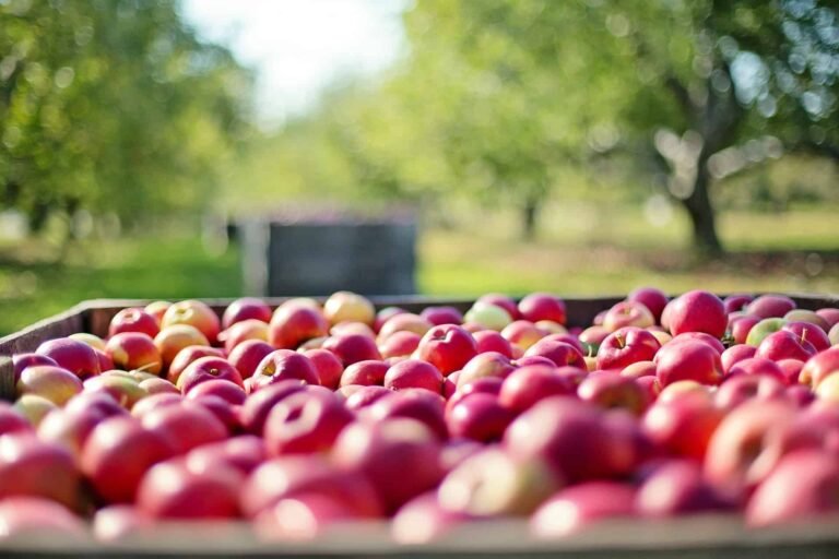 Ragged Hill Orchard