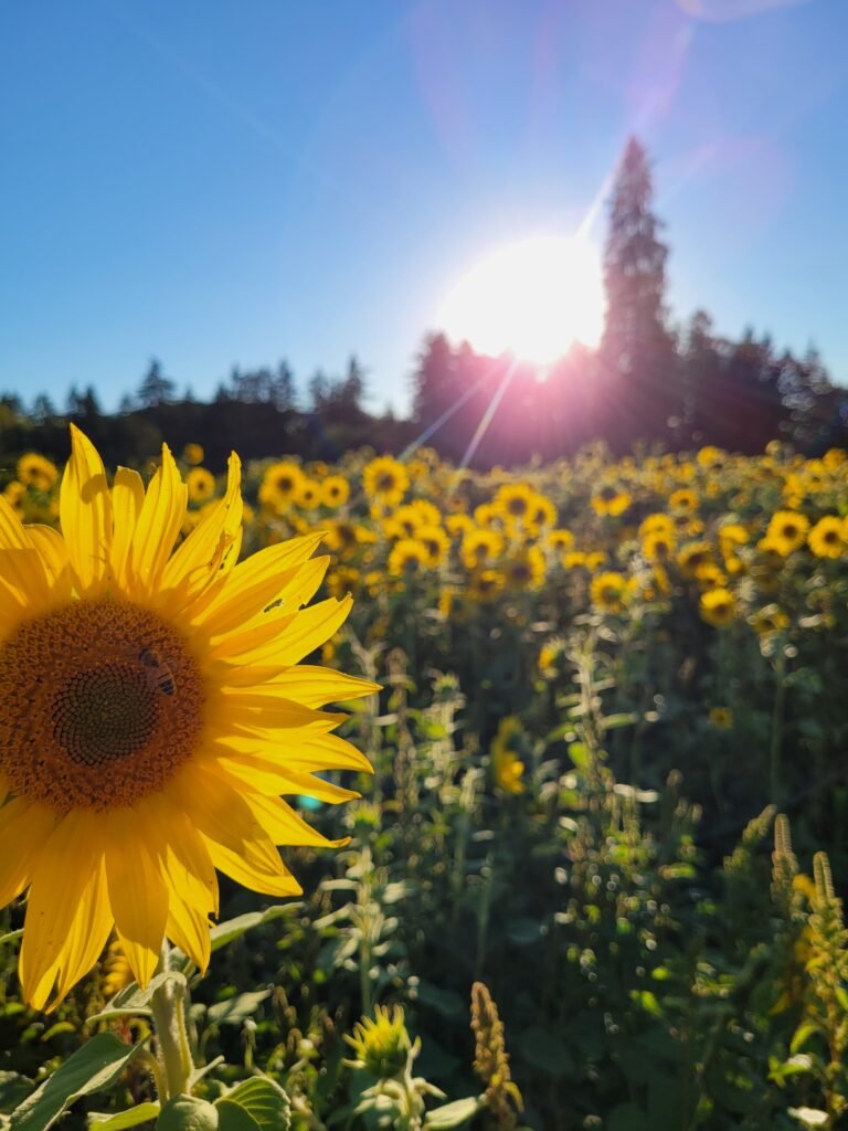 Schlichting Century Farms / Gramma’s Place