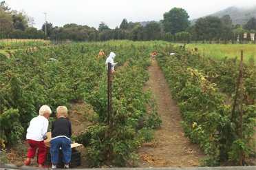 Serendipity Farms