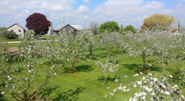 Sharky’s Orchard