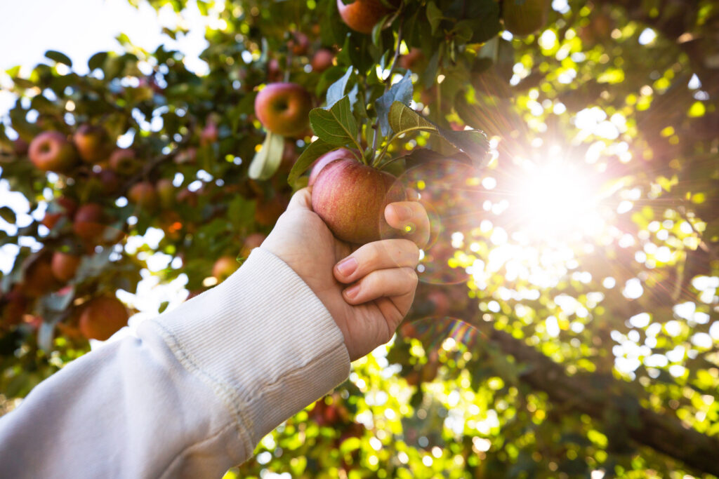 Showalter’s Orchard and Greenhouse