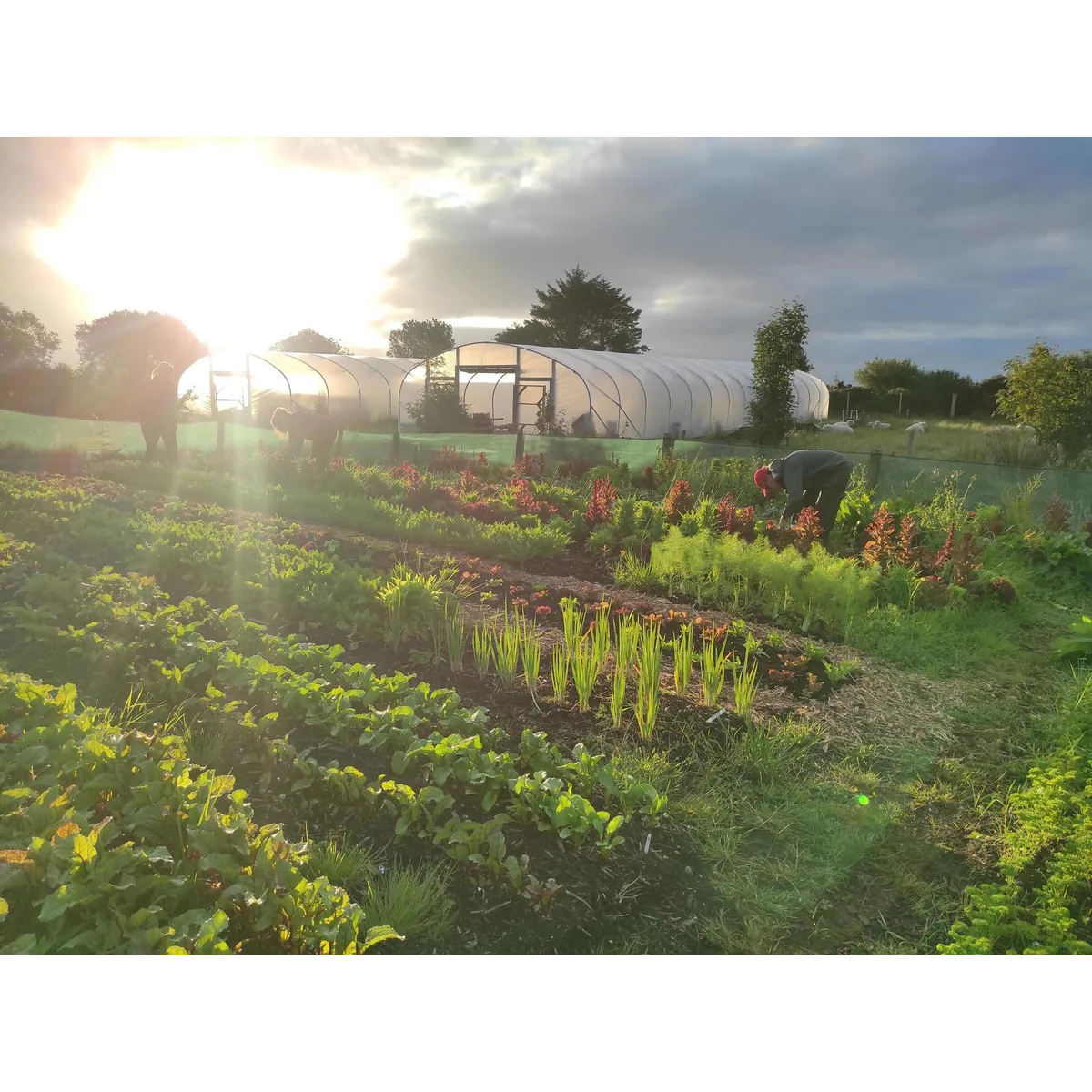 Shy By Nature Farm organic veg box