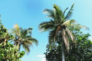 St-Barth Essentiel