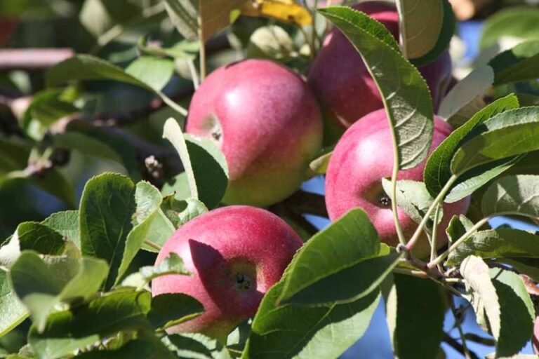Sunset Orchards