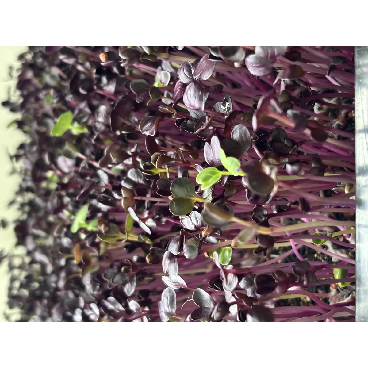 Taw Valley Microgreens organic veg box