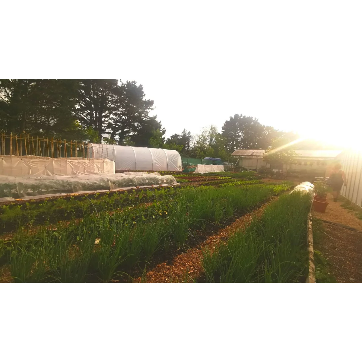 The Edible Acre organic veg box