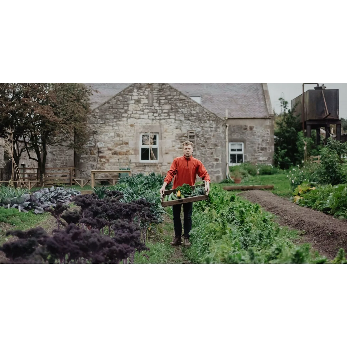 The Free Company organic veg box