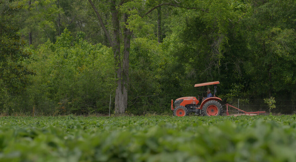 The Fun Farm