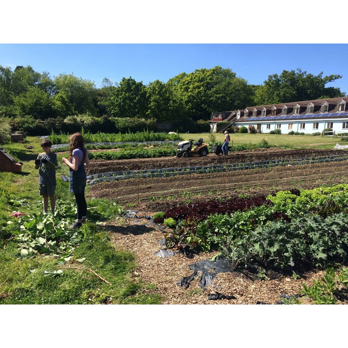 The Montessori Place organic veg box