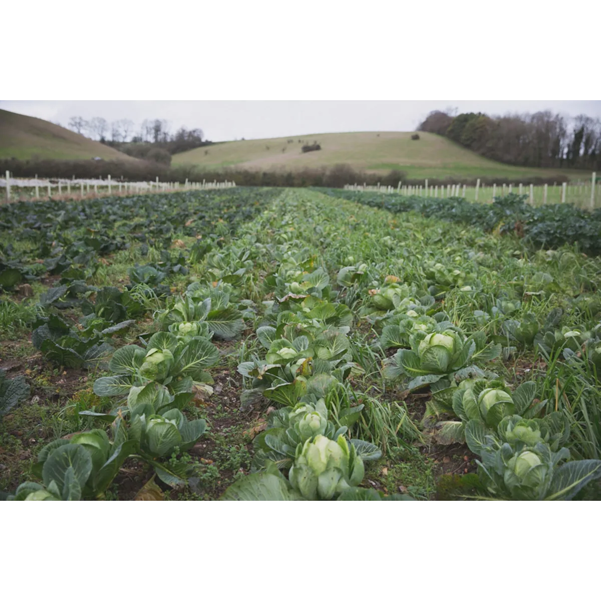 Tolhurst Organic organic veg box