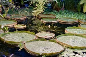 Union Nature Trail & Medicinal Herb Garden