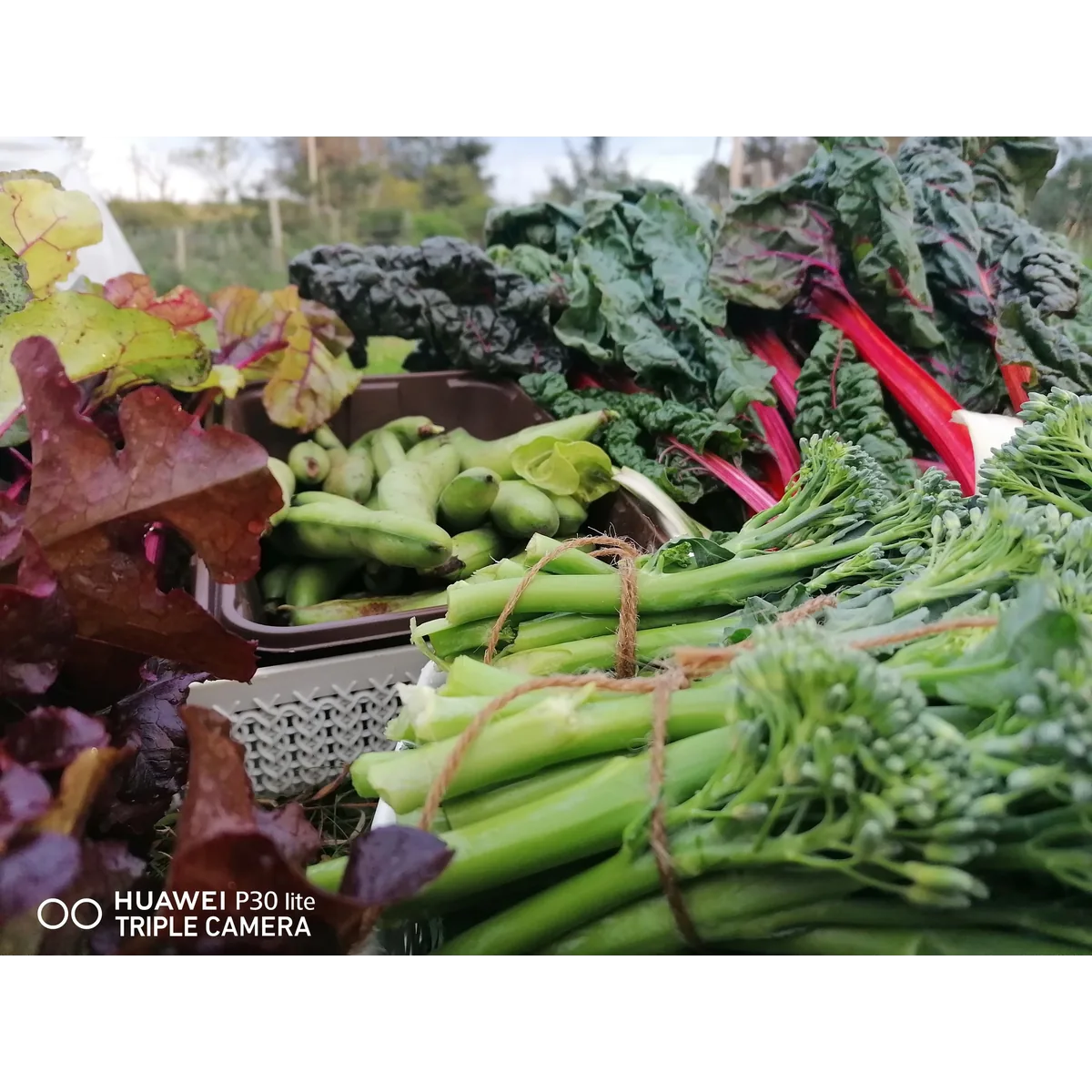 Valhalla Croft organic veg box