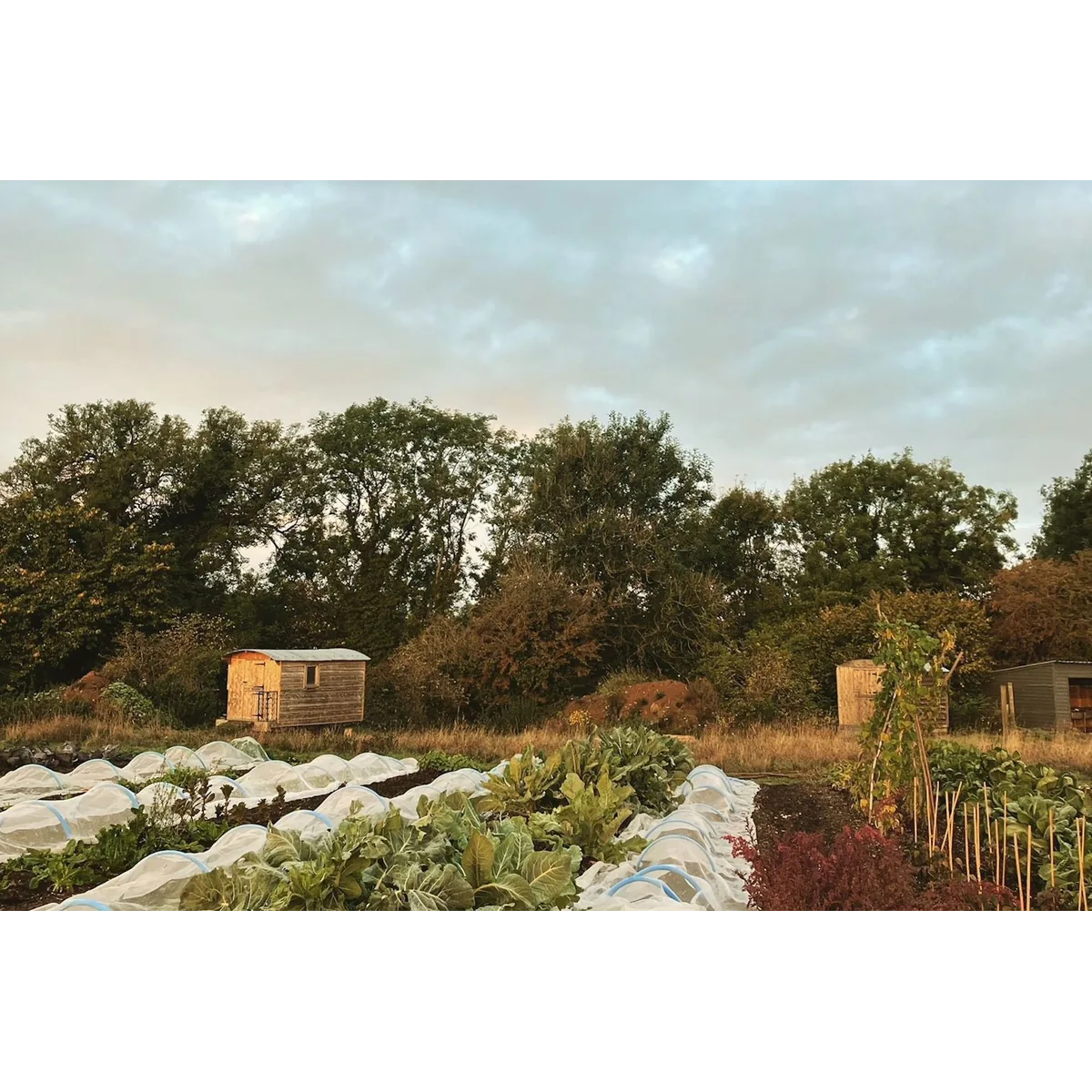 Vallis Farm organic veg box