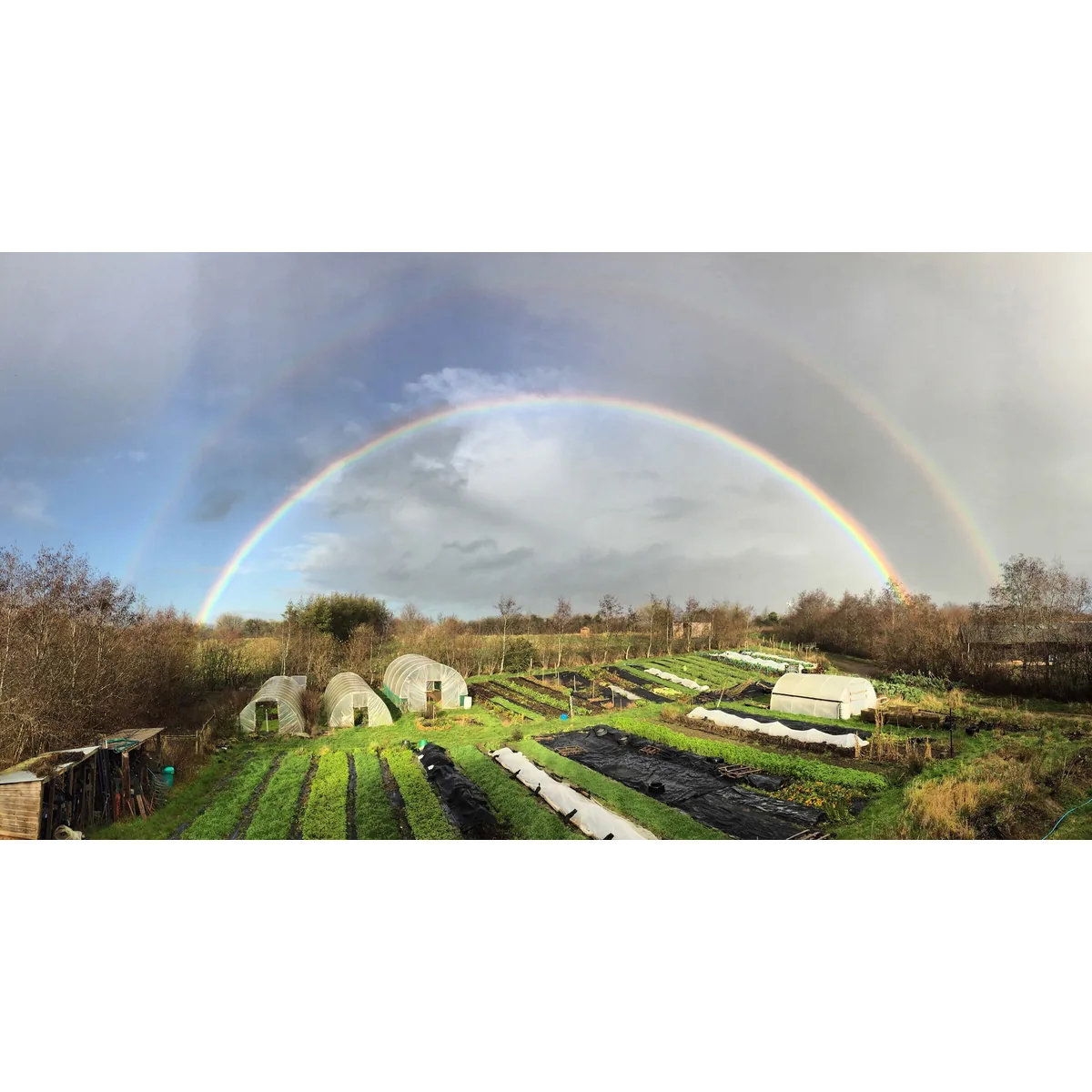 Vallis Veg organic veg box