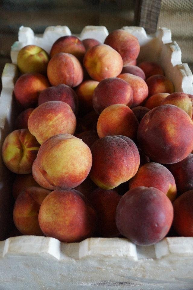 Varieties and dates of availability