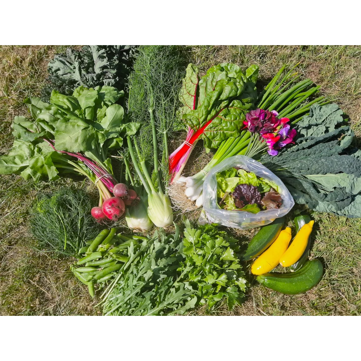 Wern Farm organic veg box