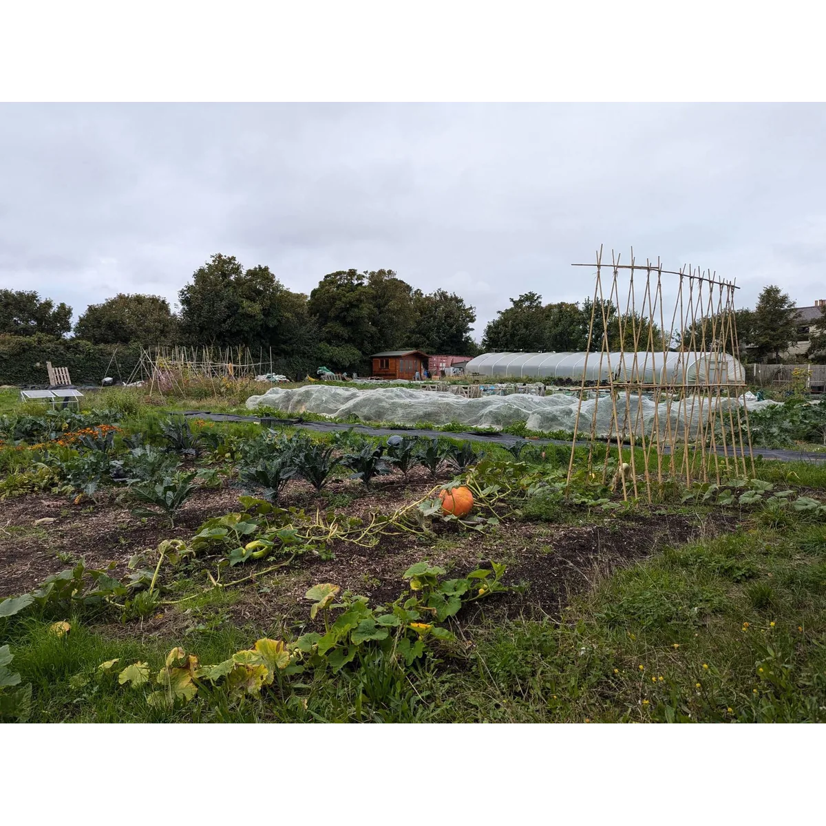 Windmill Community Gardens Margate organic veg box