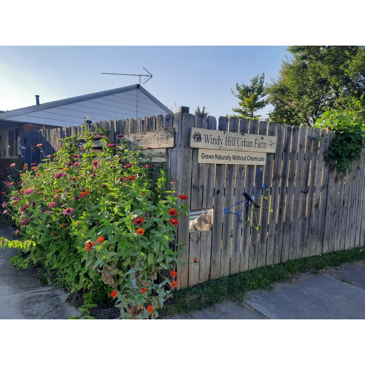 Windy Hill Urban Farm organic veg box