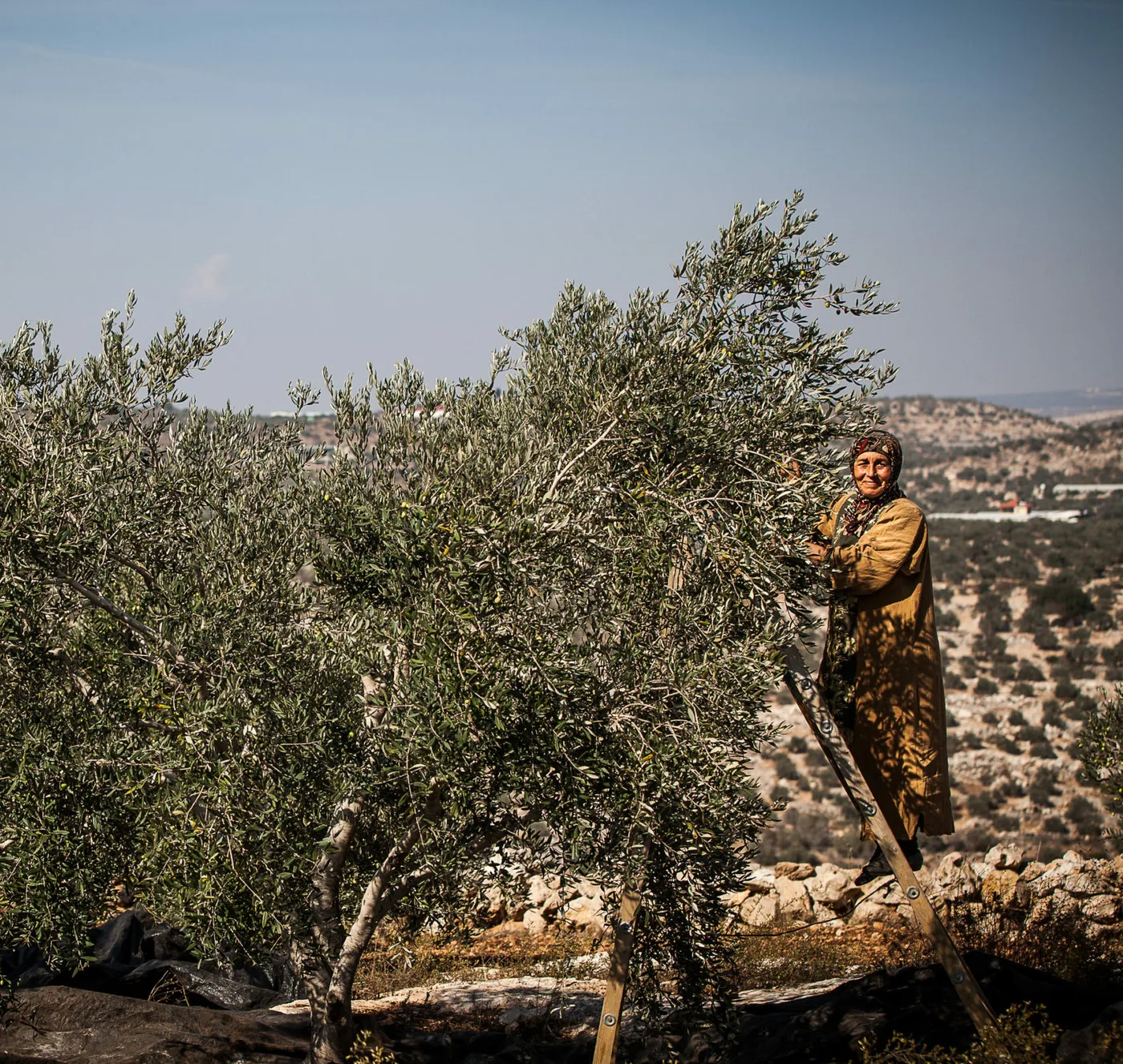 Zaytoun Green Wheat Freekeh; Maftoul (Palestinian couscous)