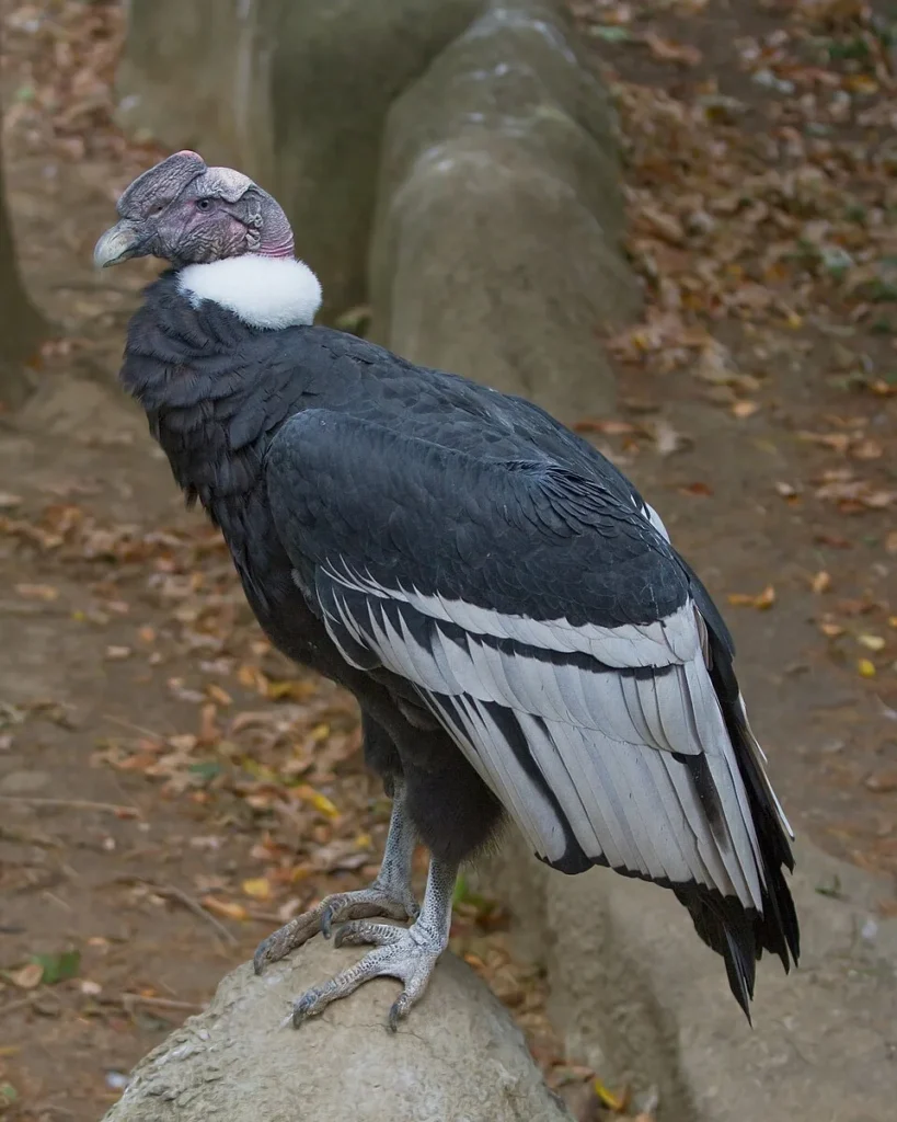 Condor
