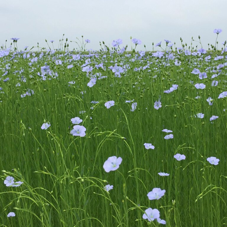 Ecosophy