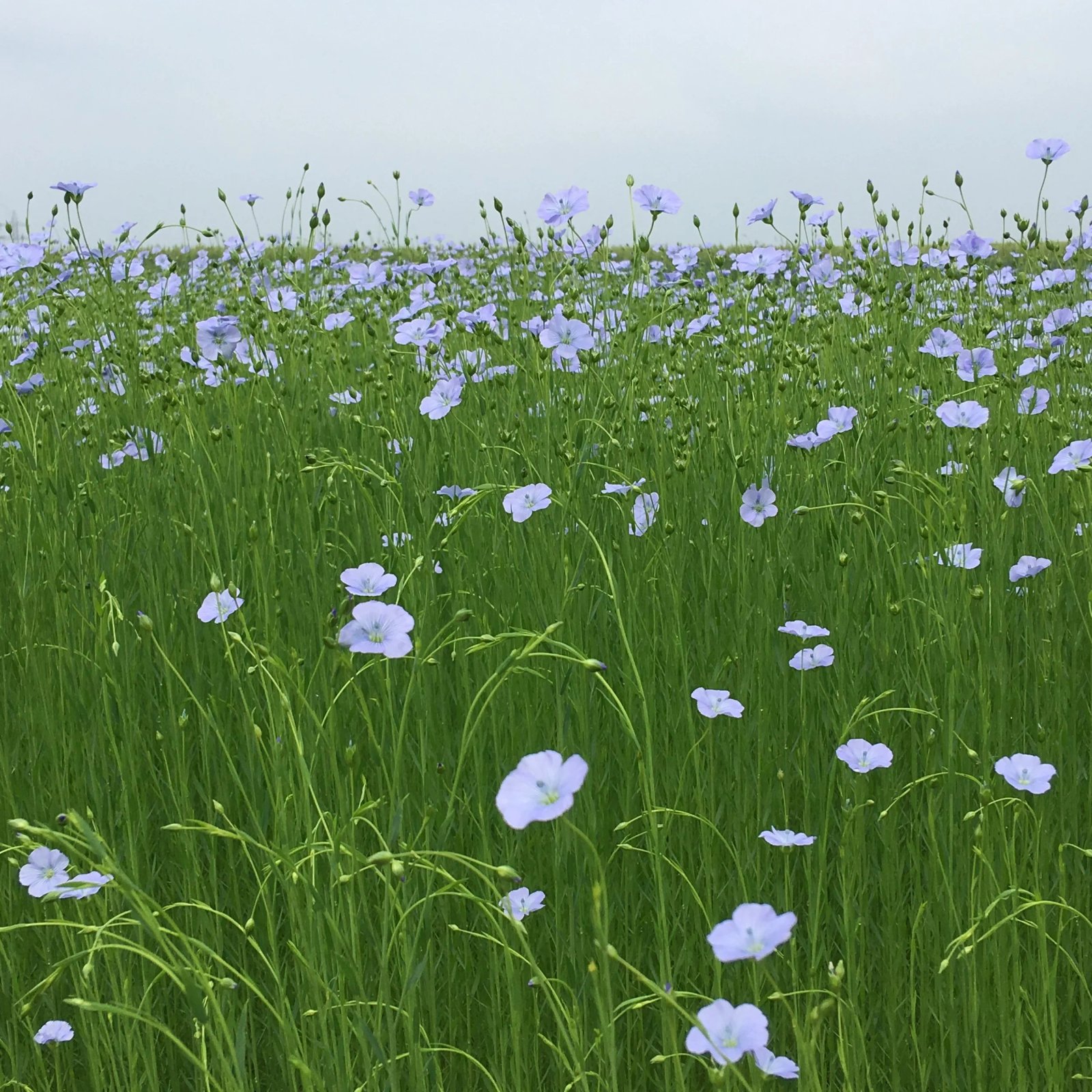 Ecosophy product