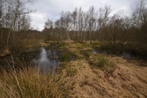 A tranquil winter landscape of birch trees and wetlands in Isernhagen, Germany.