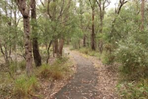 A serene pathway winding through a lush green forest, perfect for nature walks.