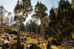 Warm sunlight filters through alpine trees in Tasmania's Walls of Jerusalem.