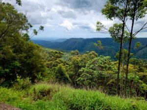 Lush greenery and mountain vistas in Springbrook National Park, Australia.