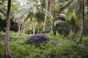 Serene tropical forest scene with lush greenery, coconut trees, and a prominent boulder.