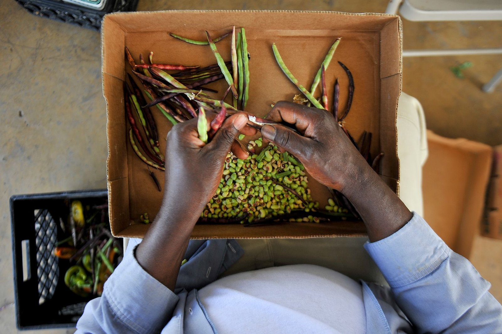 Overhead view of a person sorting beans in a cardboard box indoors.