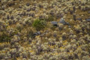 Explore the unique frailejón landscape of Choachí, Colombia's diverse flora.