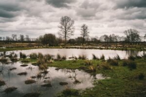 Serene wetland landscape in Flanders, Belgium with overcast sky and bare trees reflecting on water.