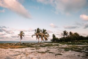 A serene beach landscape with palm trees at sunset in San Pedro, Belize.