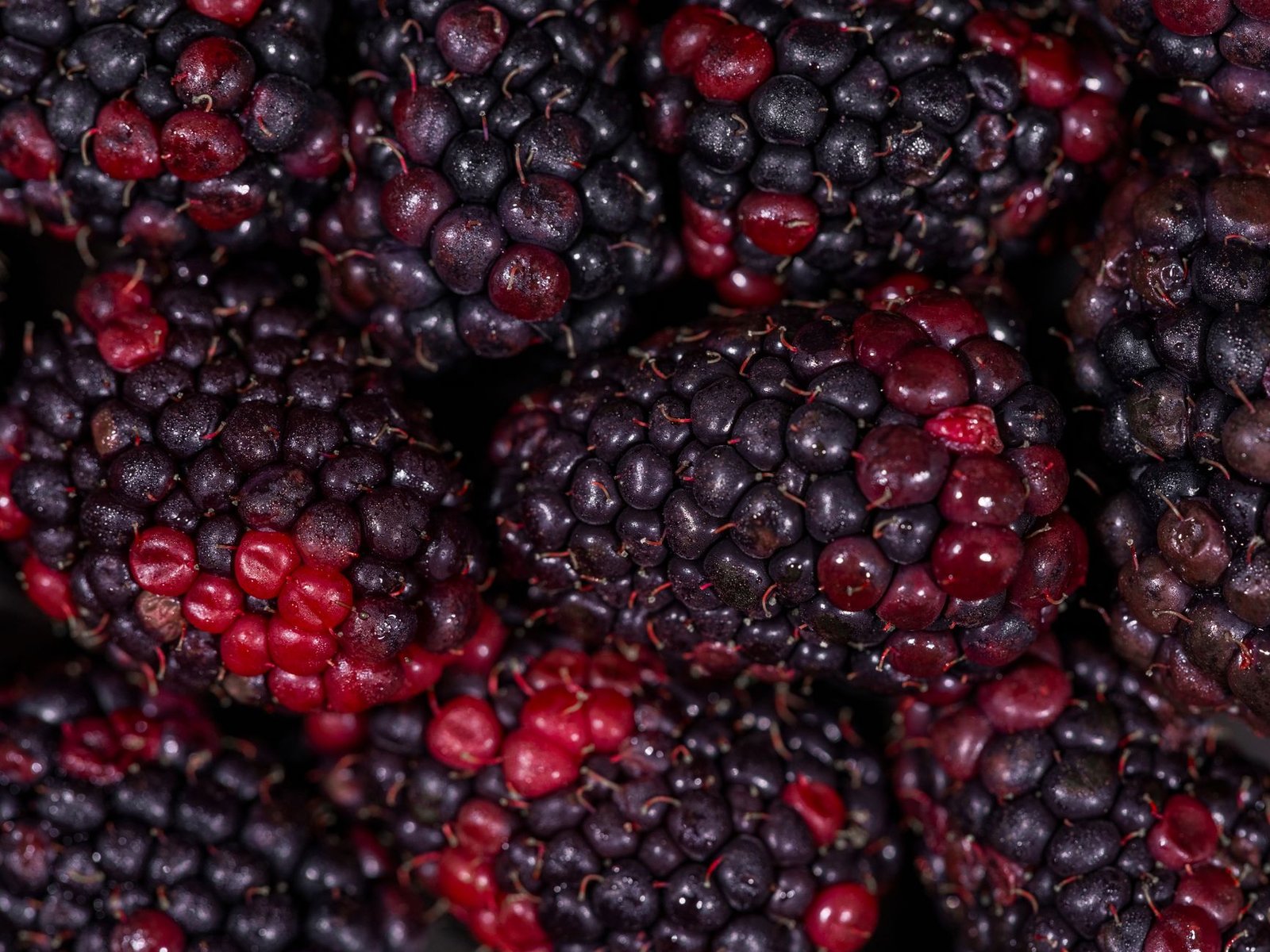 Delicious fresh blackberries showcasing rich colors and textures, ideal for healthy eating concepts.