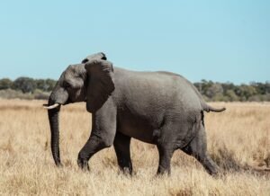 An African elephant (Loxodonta africana) strolls through the savanna in Botswana's North-West District.