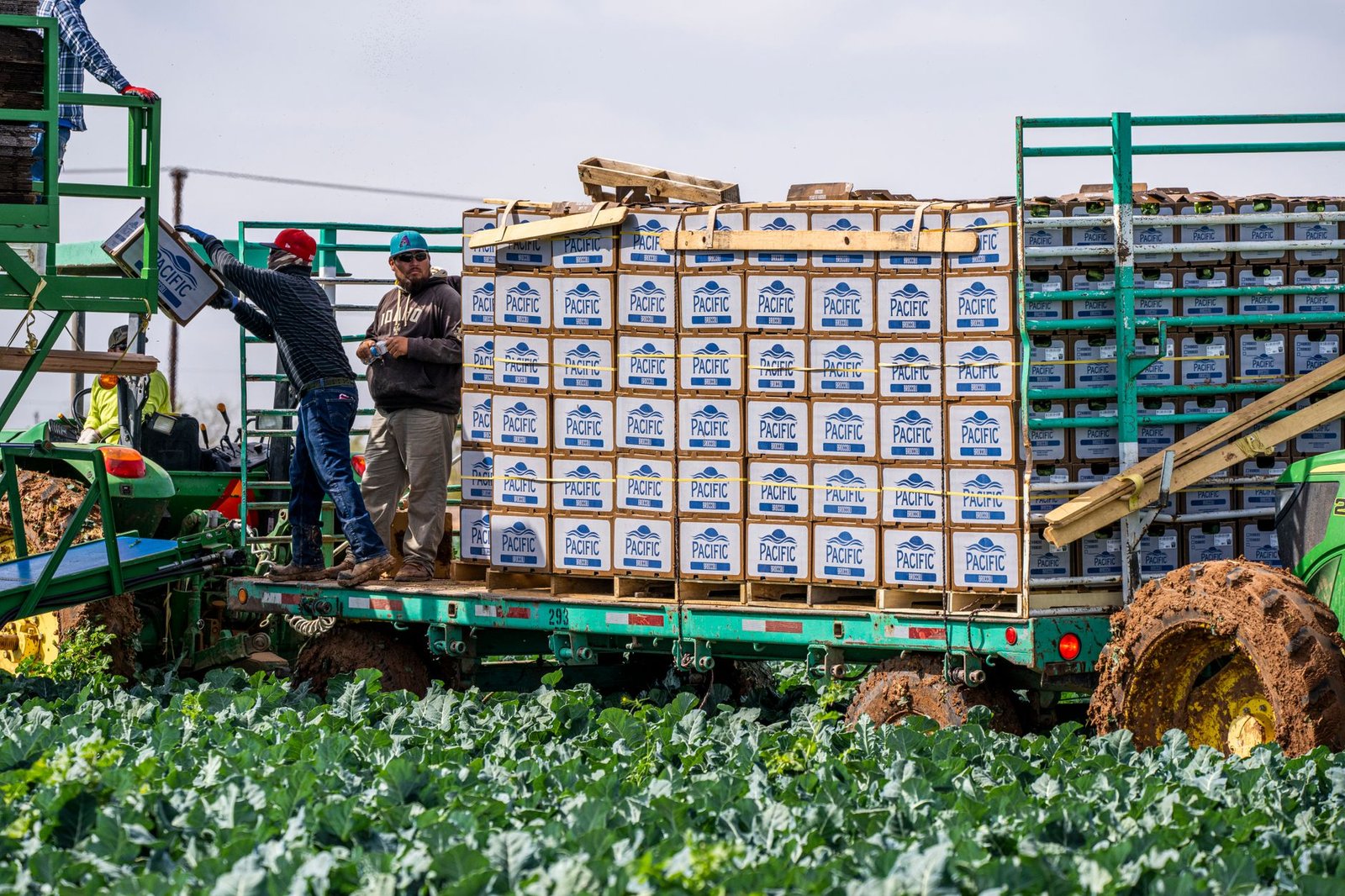 Farm workers loading harvested broccoli into crates on a truck in a rural agricultural field.